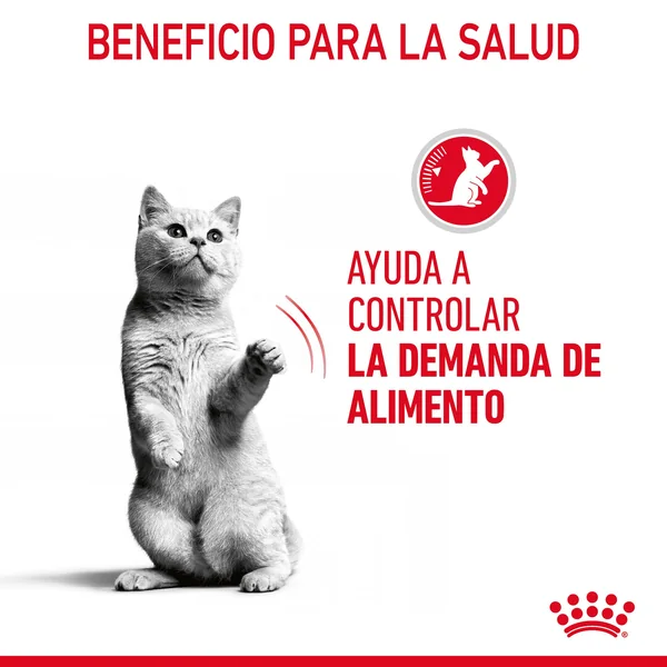 Royal Canin Appetite Control comida húmeda en gelatina para el control del apetito en gato adulto 12 x 85 g
